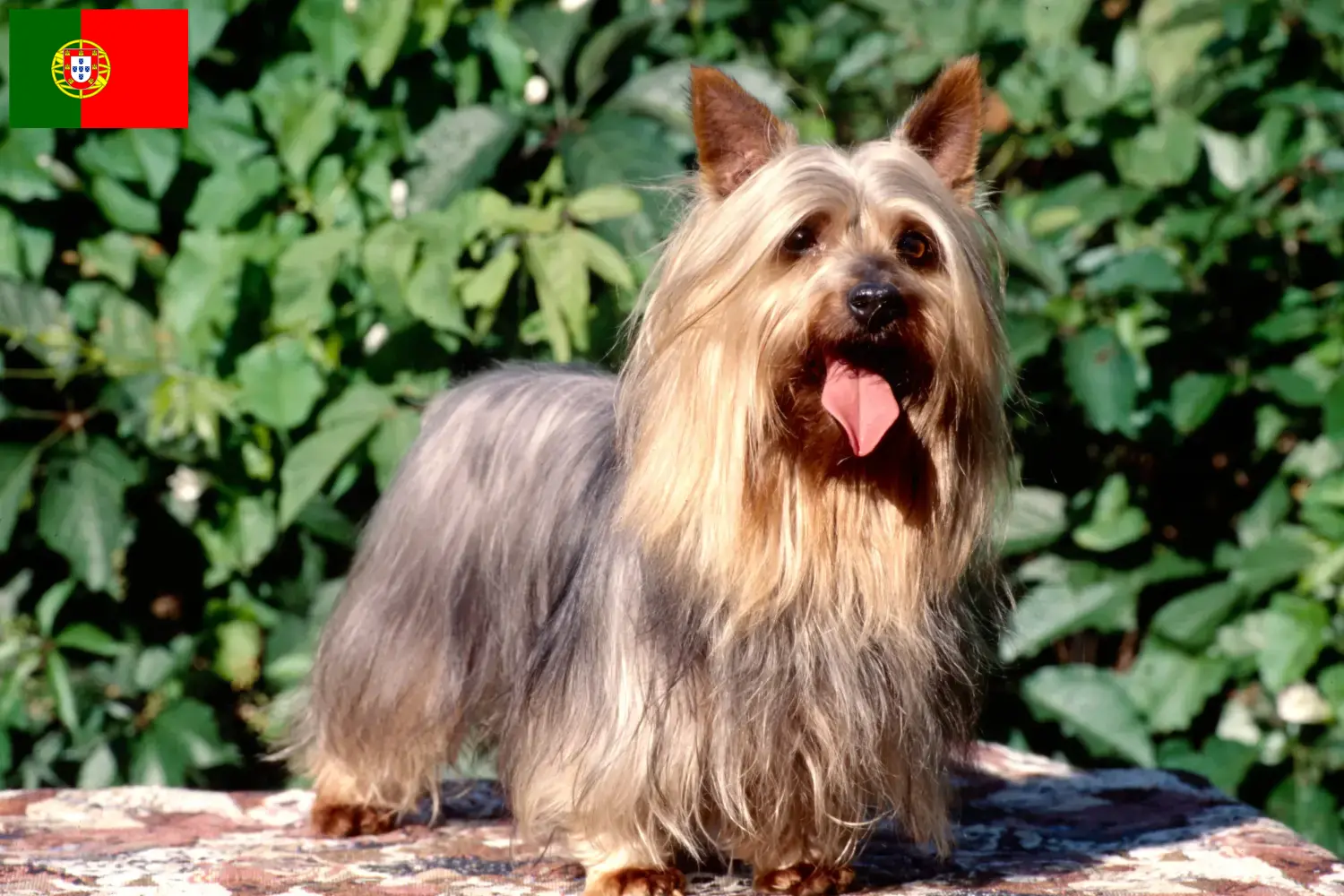 Australian Silky Terrier Welpen und Züchter Portugal Hier findest Du Australian Silky Terrier Züchter in Portugal.