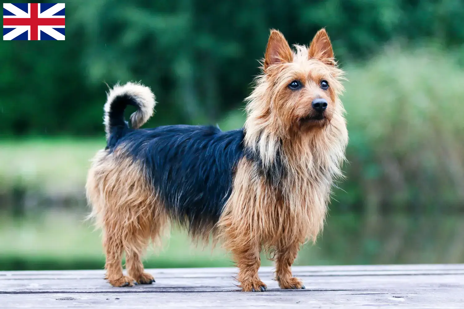 Australian Terrier Welpen und Züchter Großbritannien Hier findest Du Australian Terrier Züchter in Großbritannien.