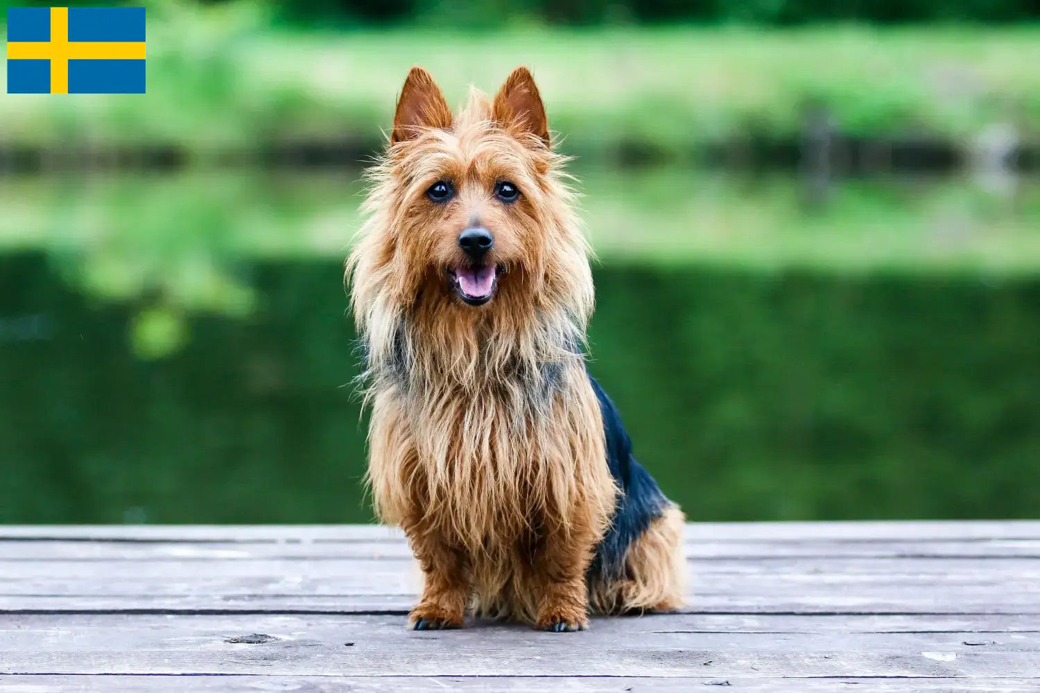 Australian Terrier Welpen und Züchter Schweden Hier findest Du Australian Terrier Züchter in Schweden.