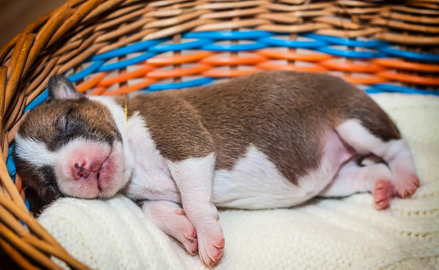 Einen Basenji Welpen zu kaufen, bedeutet Verantwortung zu übernehmen! Basenji Welpen kaufen.