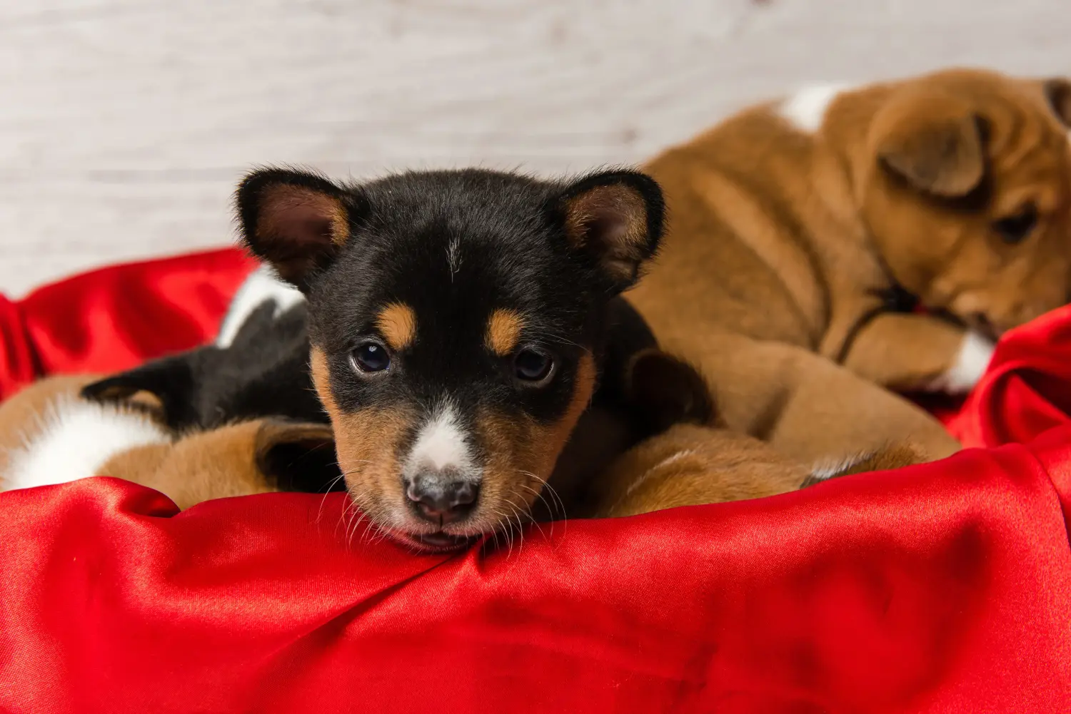 Einen Basenji Welpen zu kaufen, bedeutet Verantwortung zu übernehmen! Basenji Welpen kaufen.