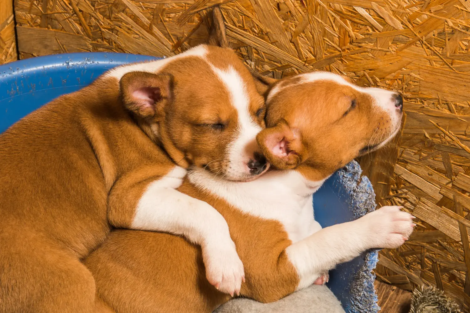 Einen Basenji Welpen zu kaufen, bedeutet Verantwortung zu übernehmen! Basenji Welpen kaufen.