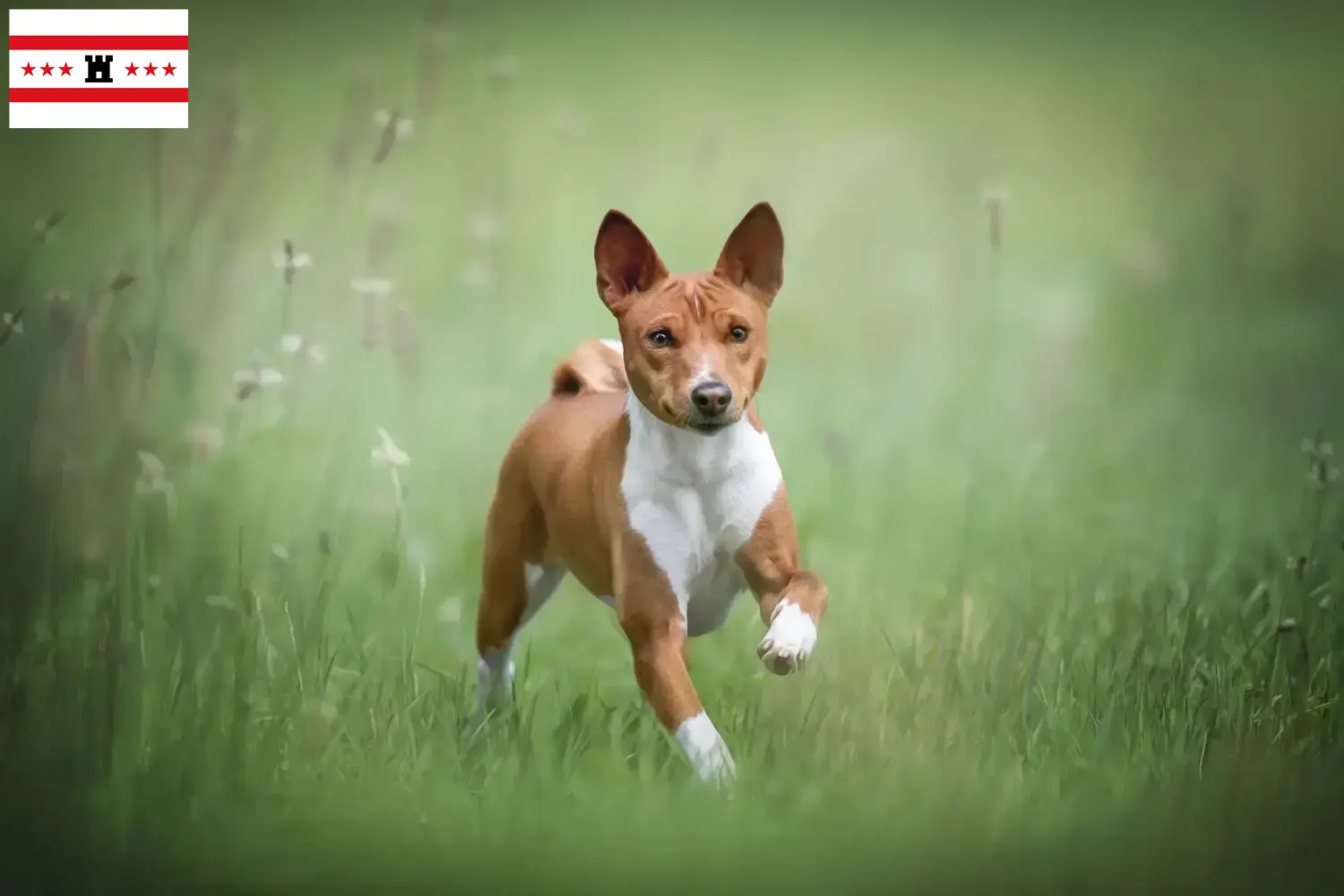 Basenji Welpen und Züchter Drenthe Hier findest Du Basenjis Züchter in Drenthe.