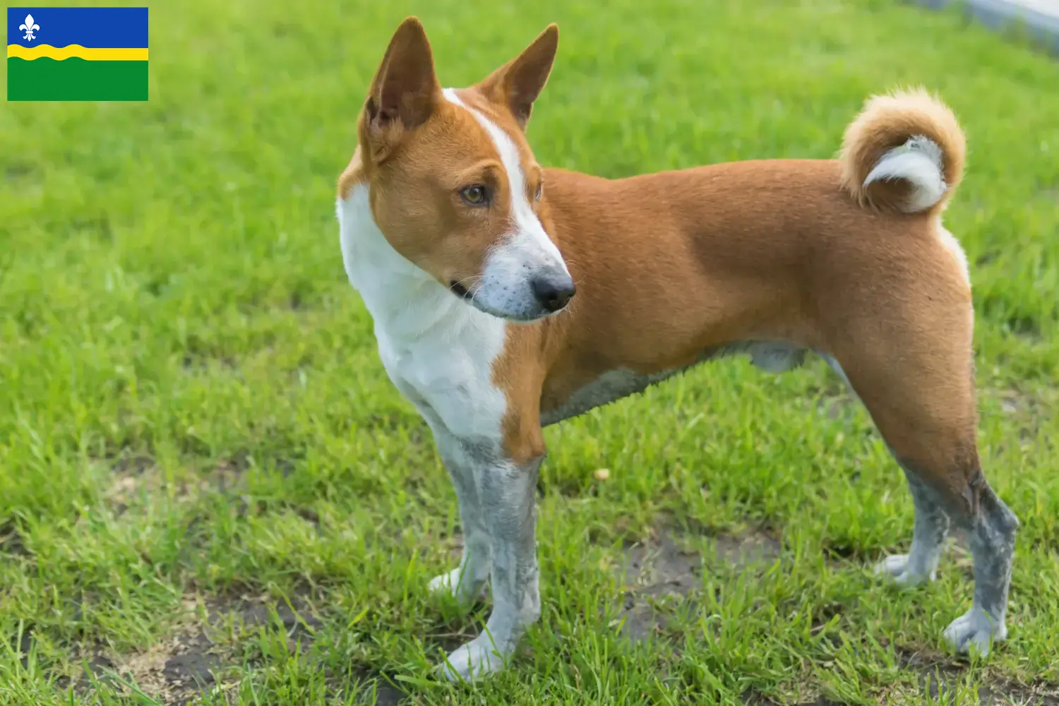 Basenji Welpen und Züchter Flevoland Hier findest Du Basenjis Züchter in Flevoland.