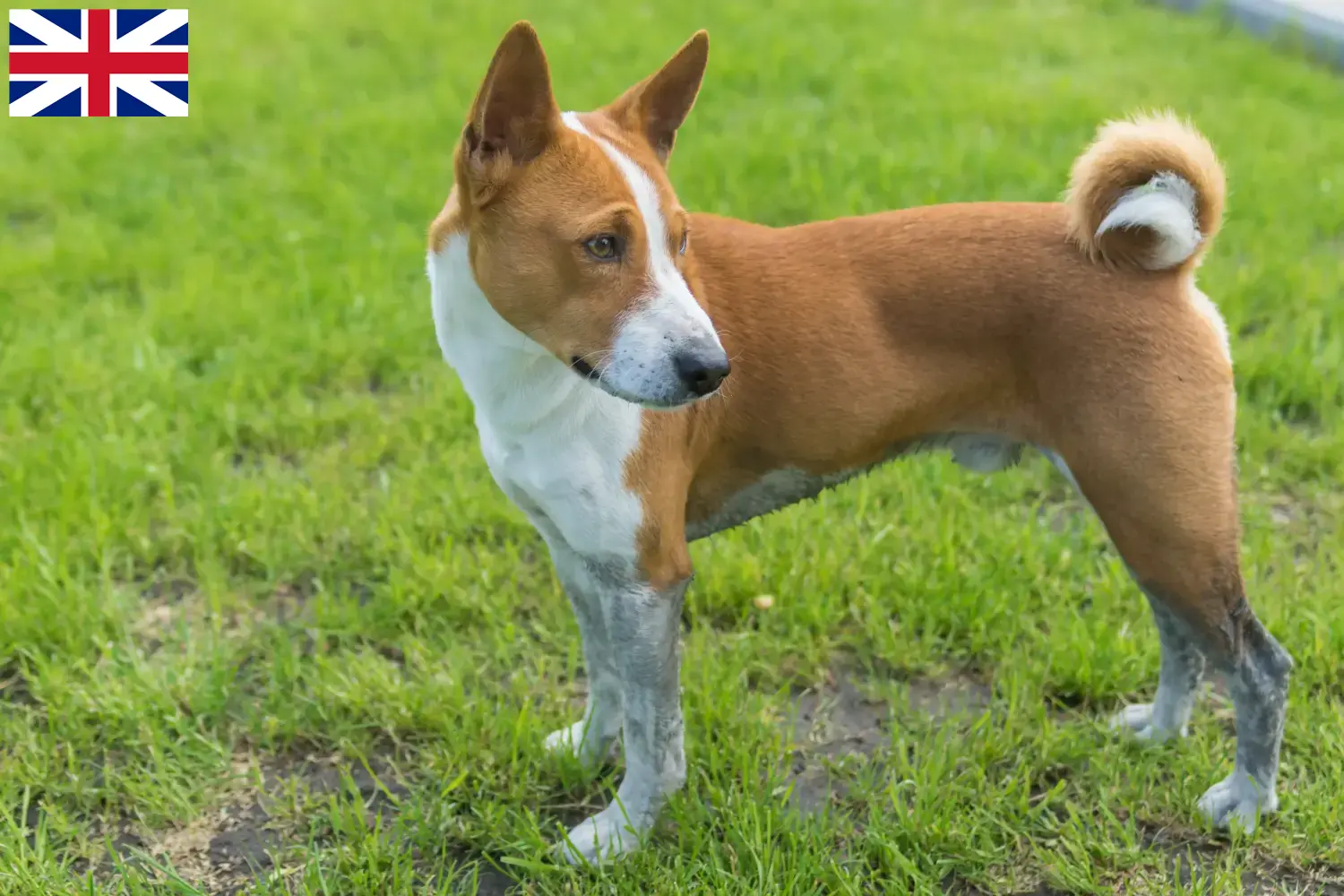 Basenji Welpen und Züchter Großbritannien Hier findest Du Basenjis Züchter in Großbritannien.