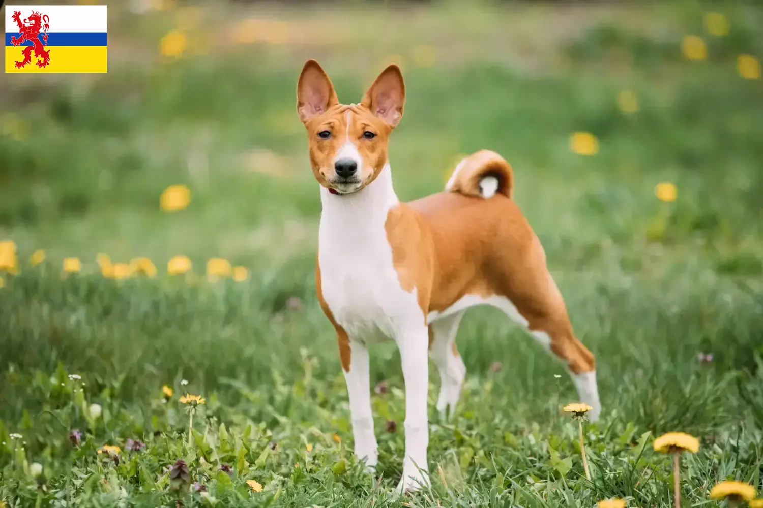 Basenji Welpen und Züchter Limburg Hier findest Du Basenjis Züchter in Limburg.