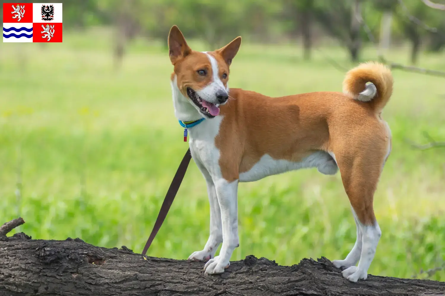 Basenji Welpen und Züchter Mittelböhmen Hier findest Du Basenjis Züchter in Mittelböhmen.