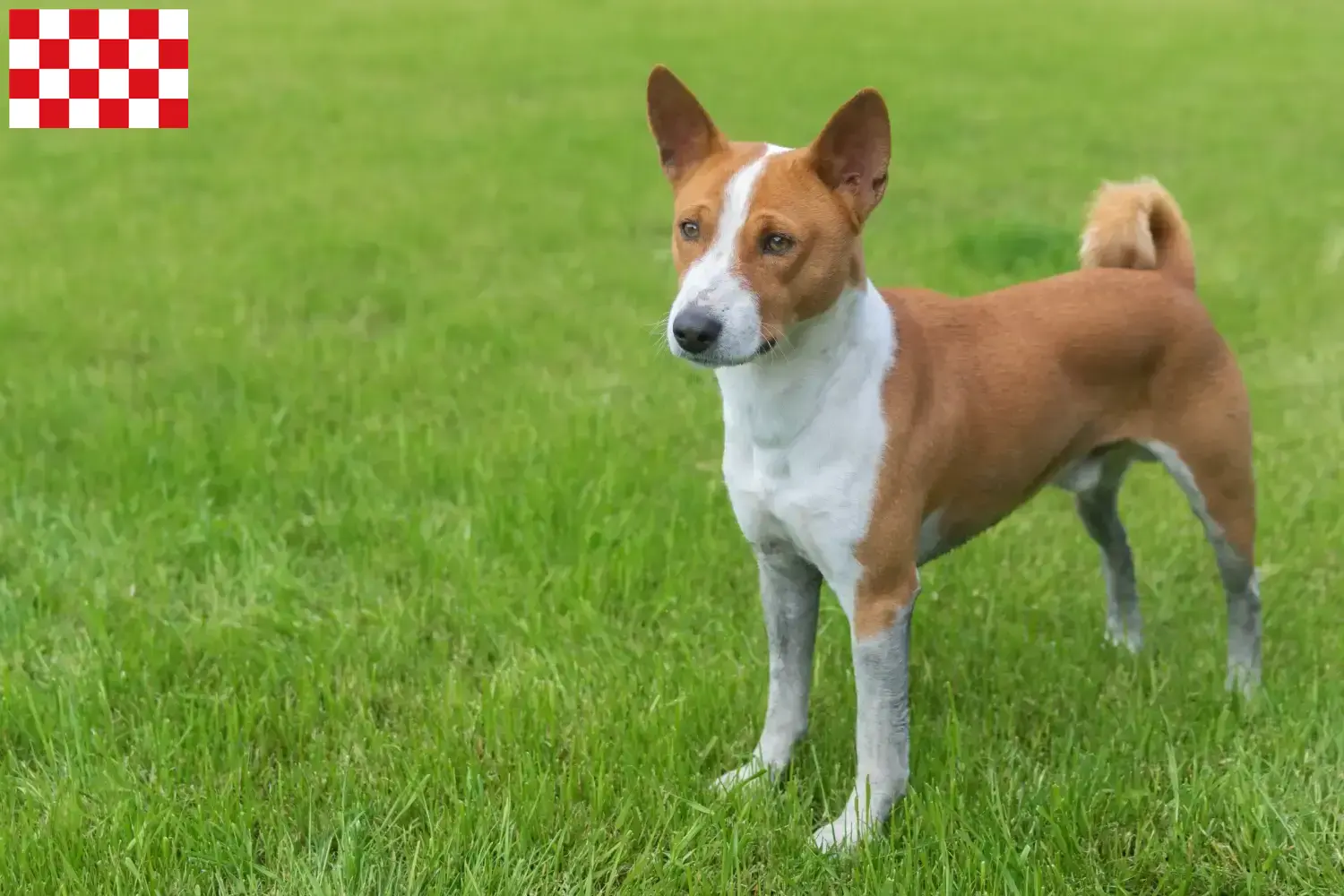 Basenji Welpen und Züchter Nordbrabant Hier findest Du Basenjis Züchter in Nordbrabant.