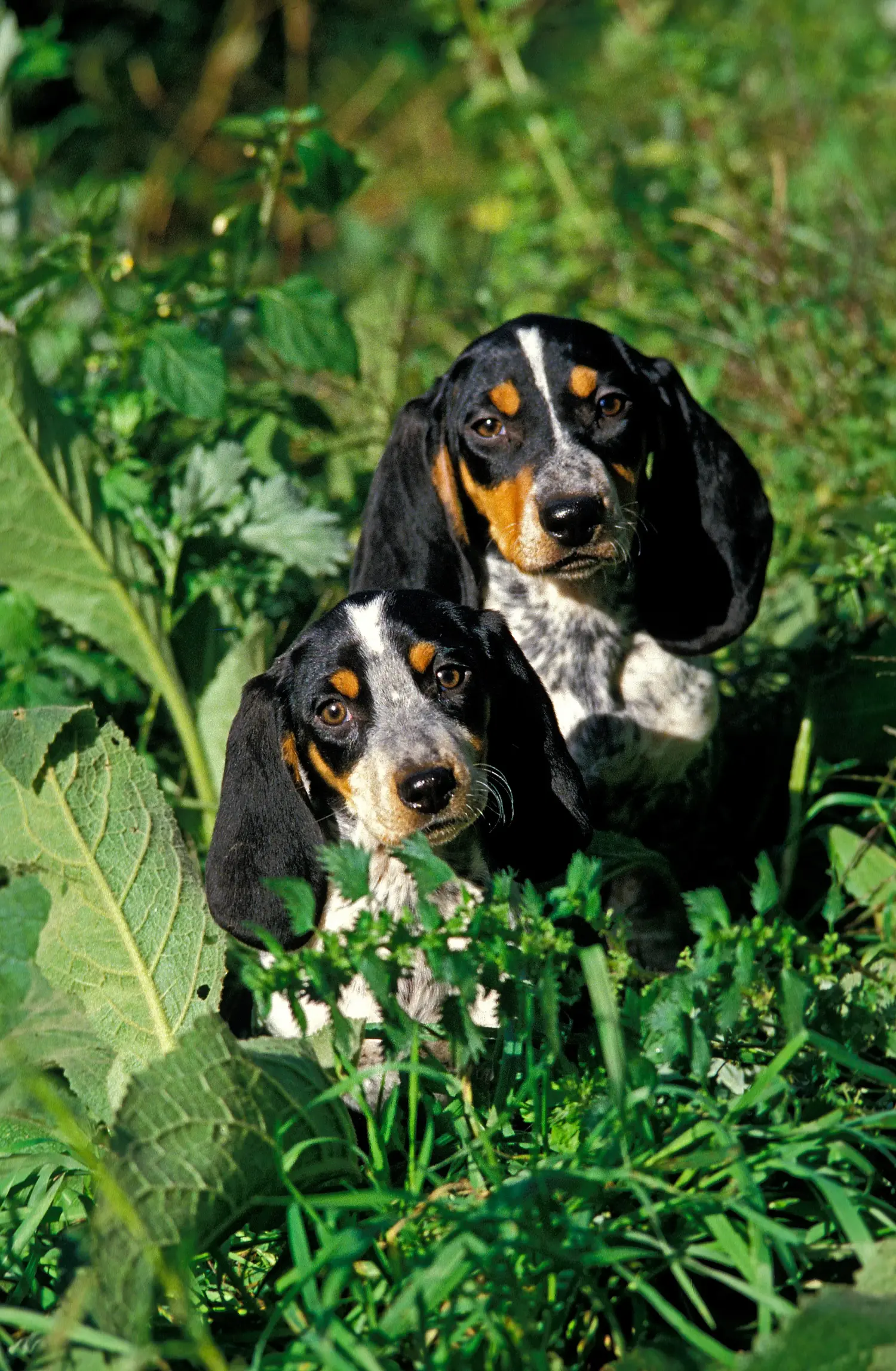 Einen Basset bleu de Gascogne Welpen zu kaufen, bedeutet Verantwortung zu übernehmen! Basset bleu de Gascogne Welpen kaufen.