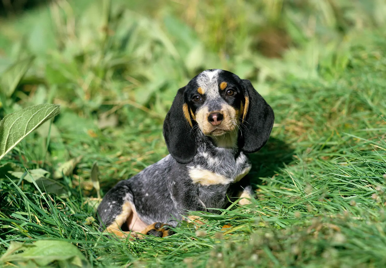 Einen Basset bleu de Gascogne Welpen zu kaufen, bedeutet Verantwortung zu übernehmen! Basset bleu de Gascogne Welpen kaufen.