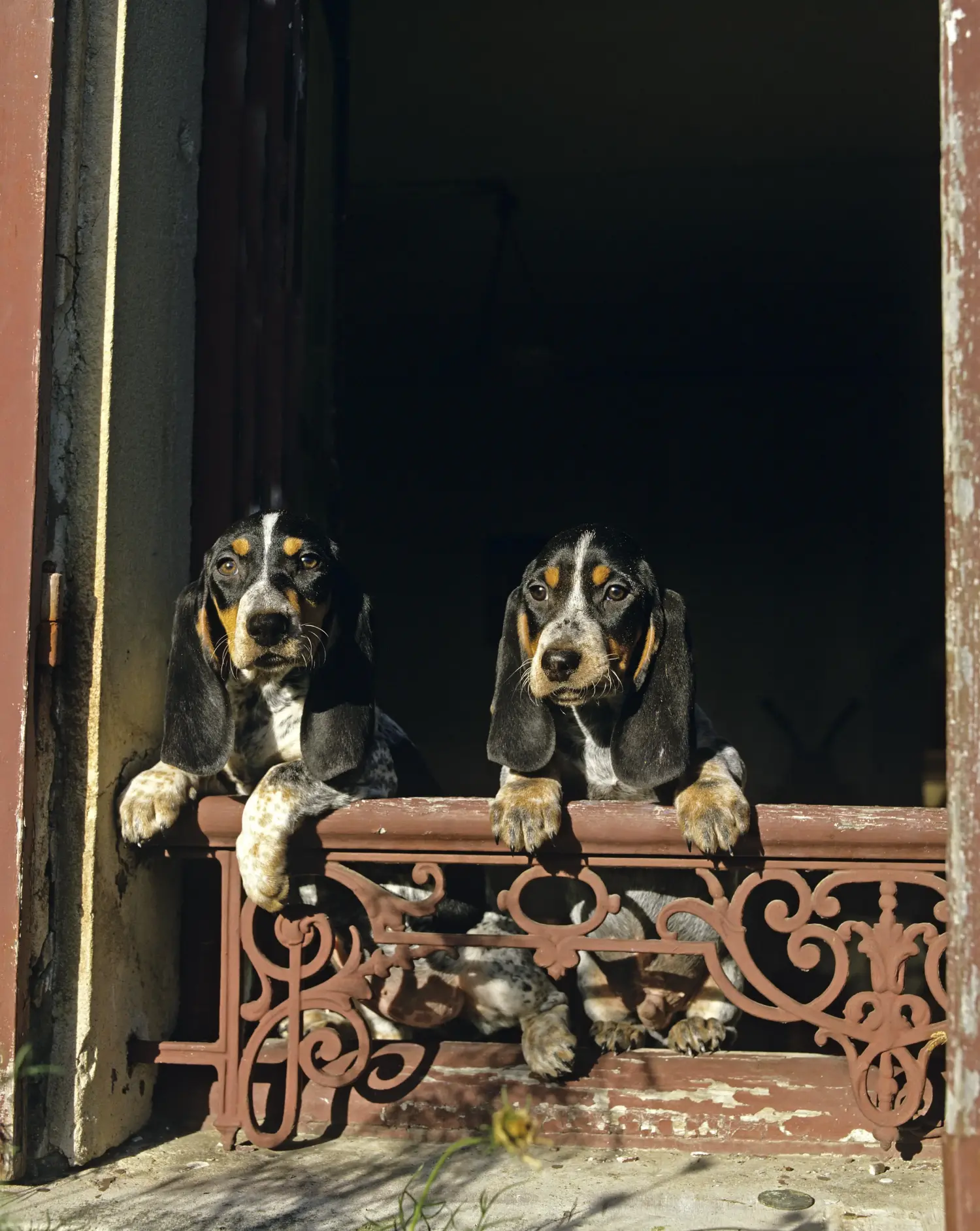 Einen Basset bleu de Gascogne Welpen zu kaufen, bedeutet Verantwortung zu übernehmen! Basset bleu de Gascogne Welpen kaufen.