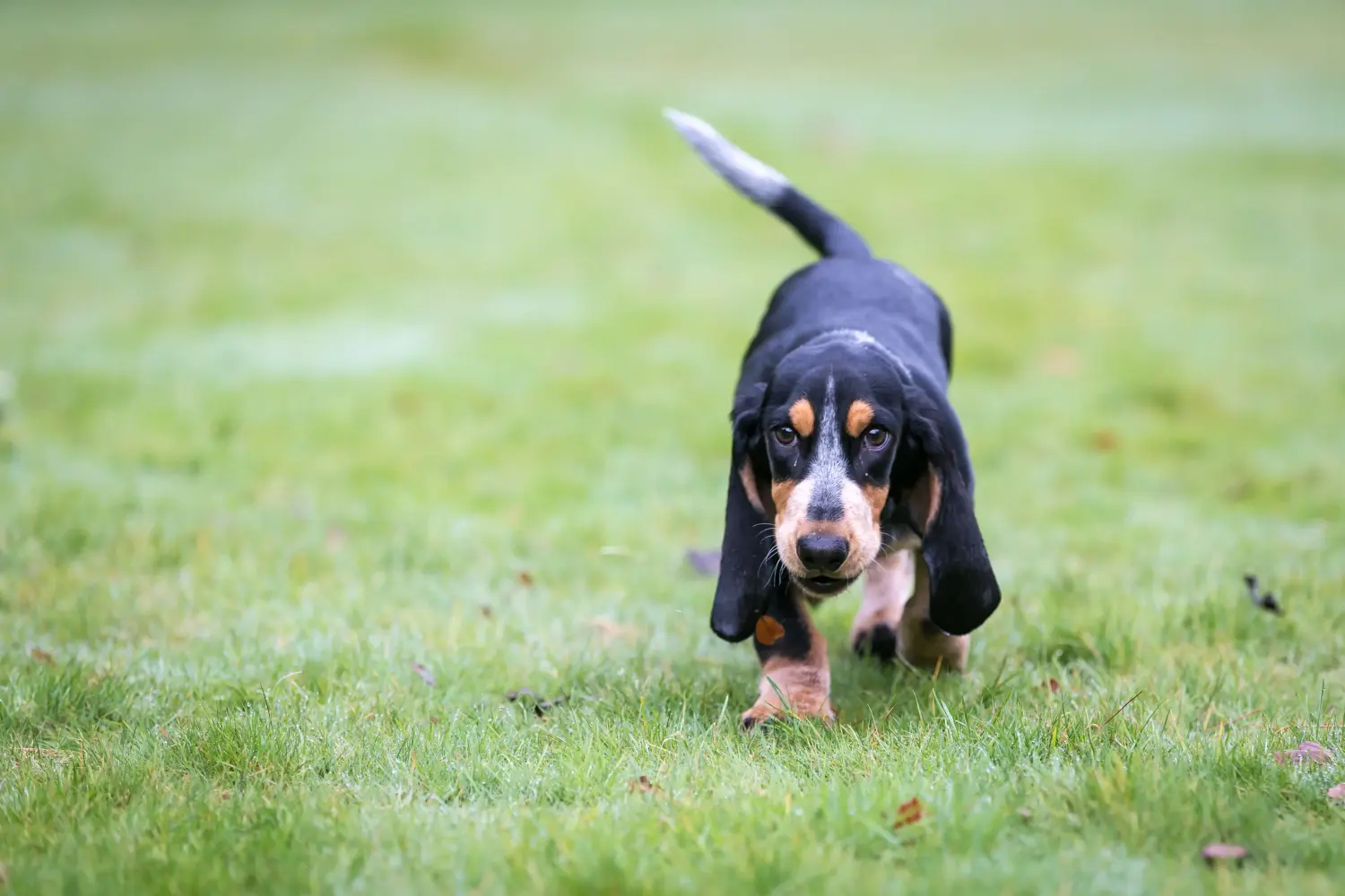 Einen Basset bleu de Gascogne Welpen zu kaufen, bedeutet Verantwortung zu übernehmen! Basset bleu de Gascogne Welpen kaufen.