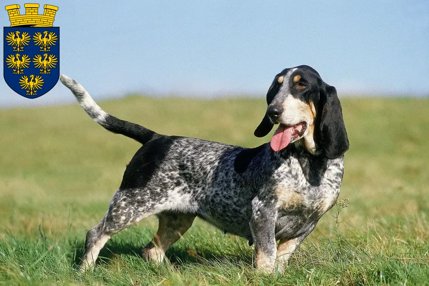 Basset bleu de Gascogne Welpen und Züchter Niederösterreich Hier findest Du Basset bleu de Gascognes Züchter in Niederösterreich.
