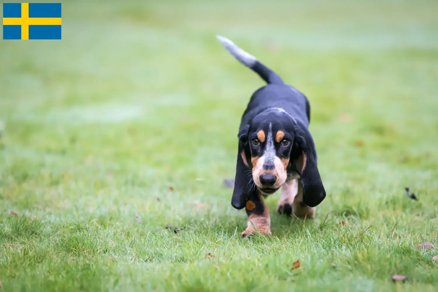 Basset bleu de Gascogne Welpen und Züchter Schweden Hier findest Du Basset bleu de Gascognes Züchter in Schweden.