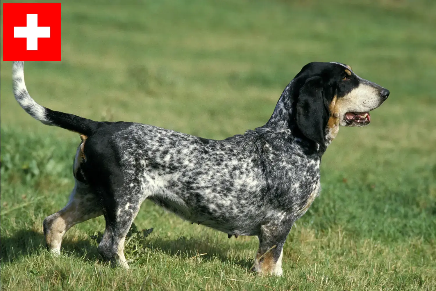 Basset bleu de Gascogne Welpen und Züchter Schweiz Hier findest Du Basset bleu de Gascognes Züchter in der Schweiz.