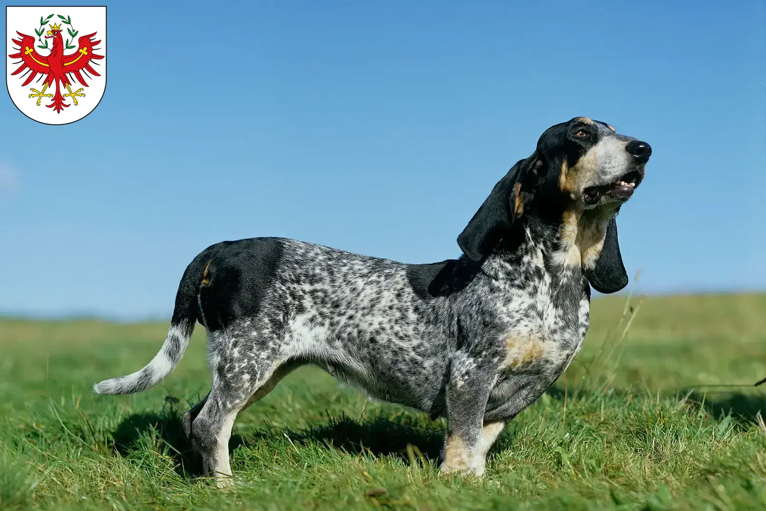 Basset bleu de Gascogne Welpen und Züchter Tirol Hier findest Du Basset bleu de Gascognes Züchter in Tirol.