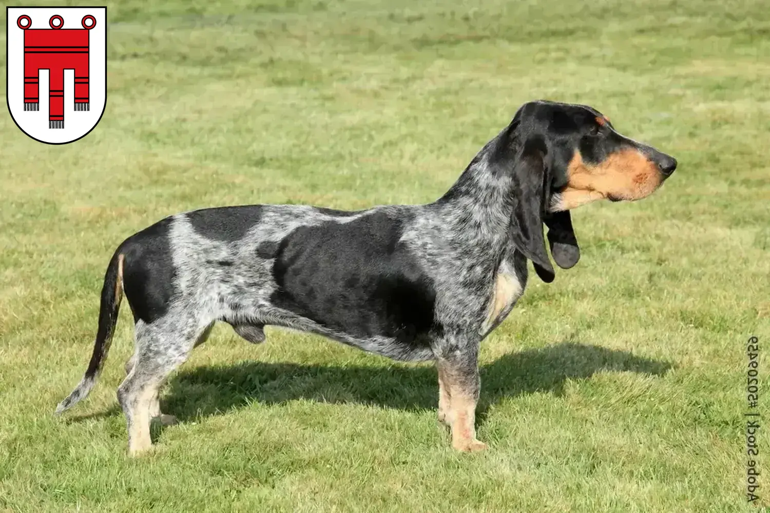 Basset bleu de Gascogne Welpen und Züchter Vorarlberg Hier findest Du Basset bleu de Gascognes Züchter in Vorarlberg.