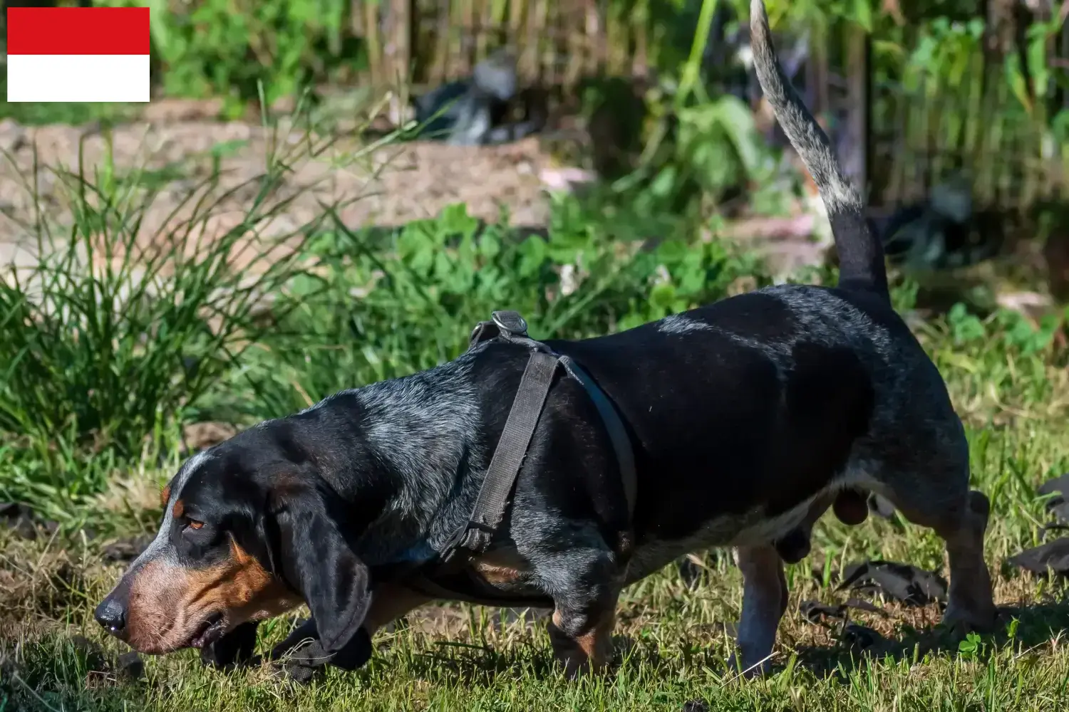 Basset bleu de Gascogne Welpen und Züchter Wien Hier findest Du Basset bleu de Gascognes Züchter in Wien.