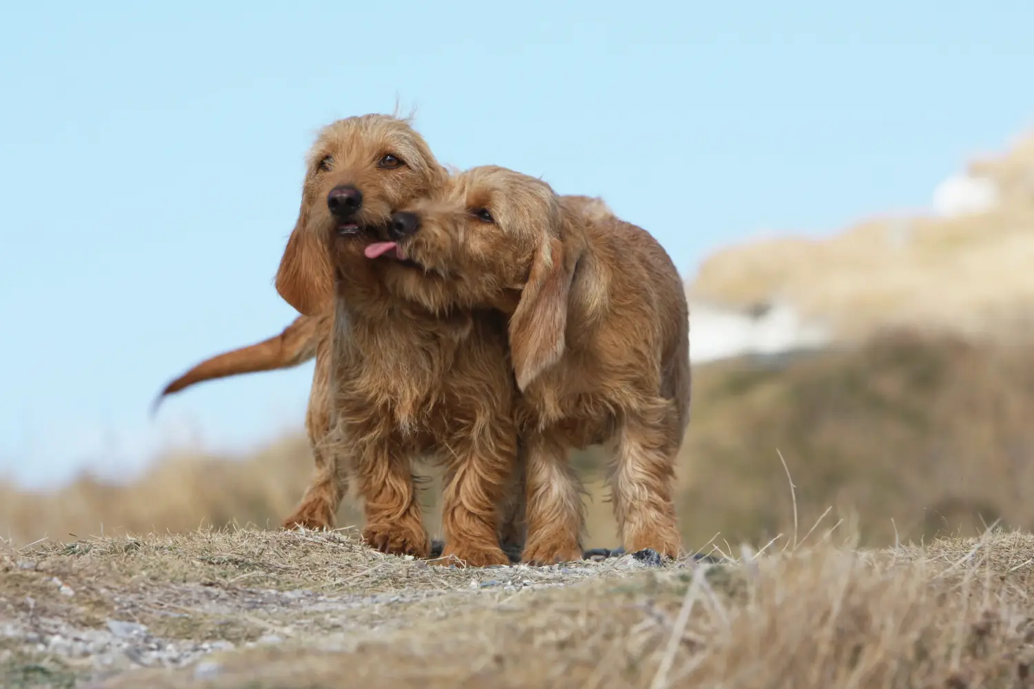 Einen Basset fauve de Bretagne Welpen zu kaufen, bedeutet Verantwortung zu übernehmen! Basset fauve de Bretagne Welpen kaufen.