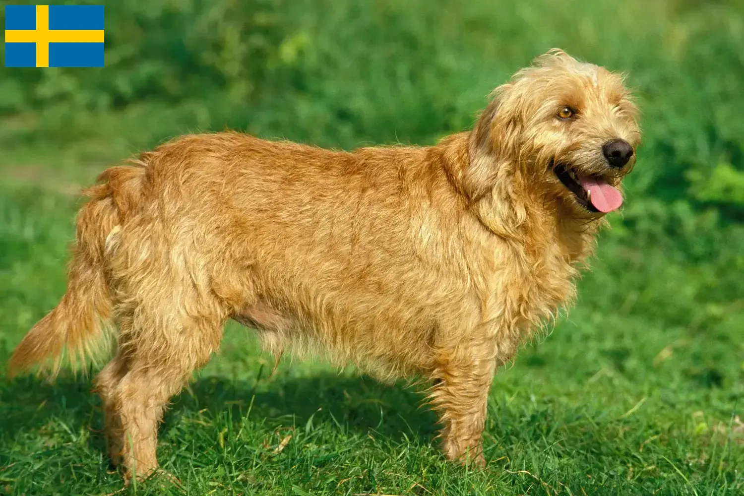 Basset fauve de Bretagne Welpen und Züchter Schweden Hier findest Du Basset fauve de Bretagne Züchter in Schweden.