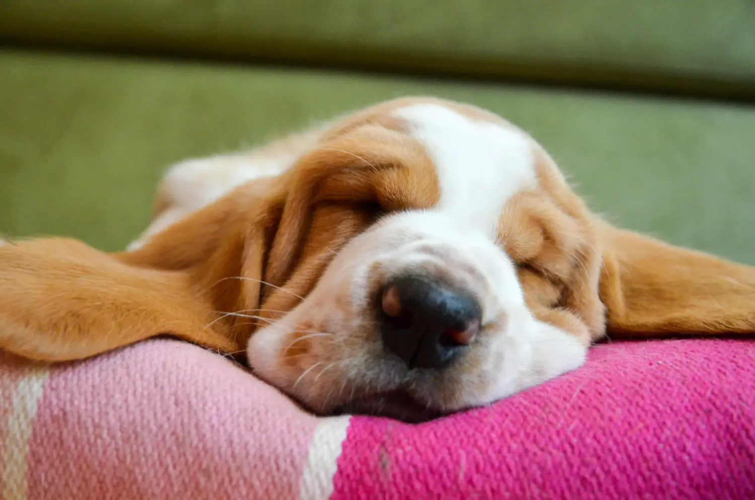 Einen Basset Hound Welpen zu kaufen, bedeutet Verantwortung zu übernehmen! Basset Hound Welpen kaufen.