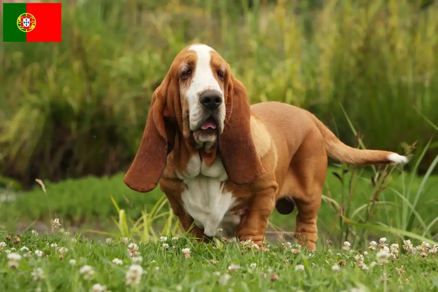 Basset Hound Welpen und Züchter Portugal Hier findest Du Basset Hounds Züchter in Portugal.