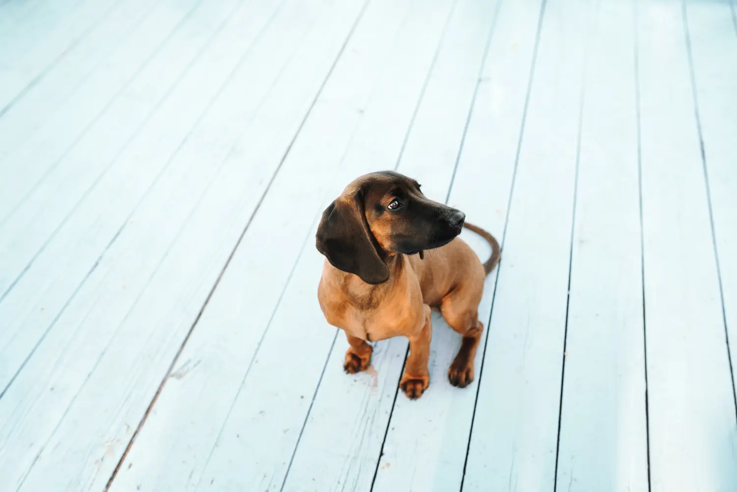Einen Bayerischen Gebirgsschweißhund Welpen zu kaufen, bedeutet Verantwortung zu übernehmen! Bayerischer Gebirgsschweißhund Welpen kaufen.