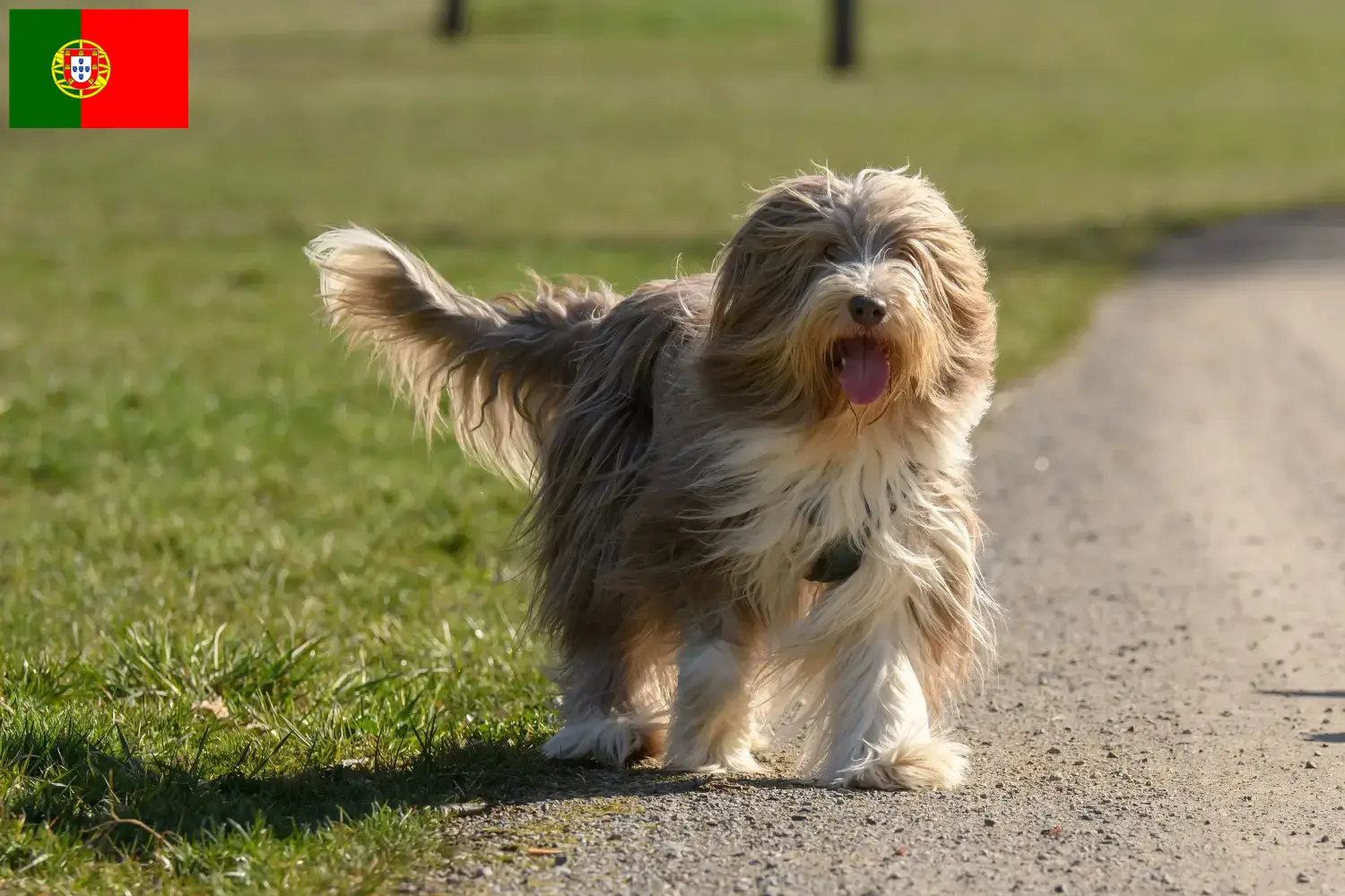 Bearded Collie Welpen und Züchter Portugal Hier findest Du Bearded Collies Züchter in Portugal.