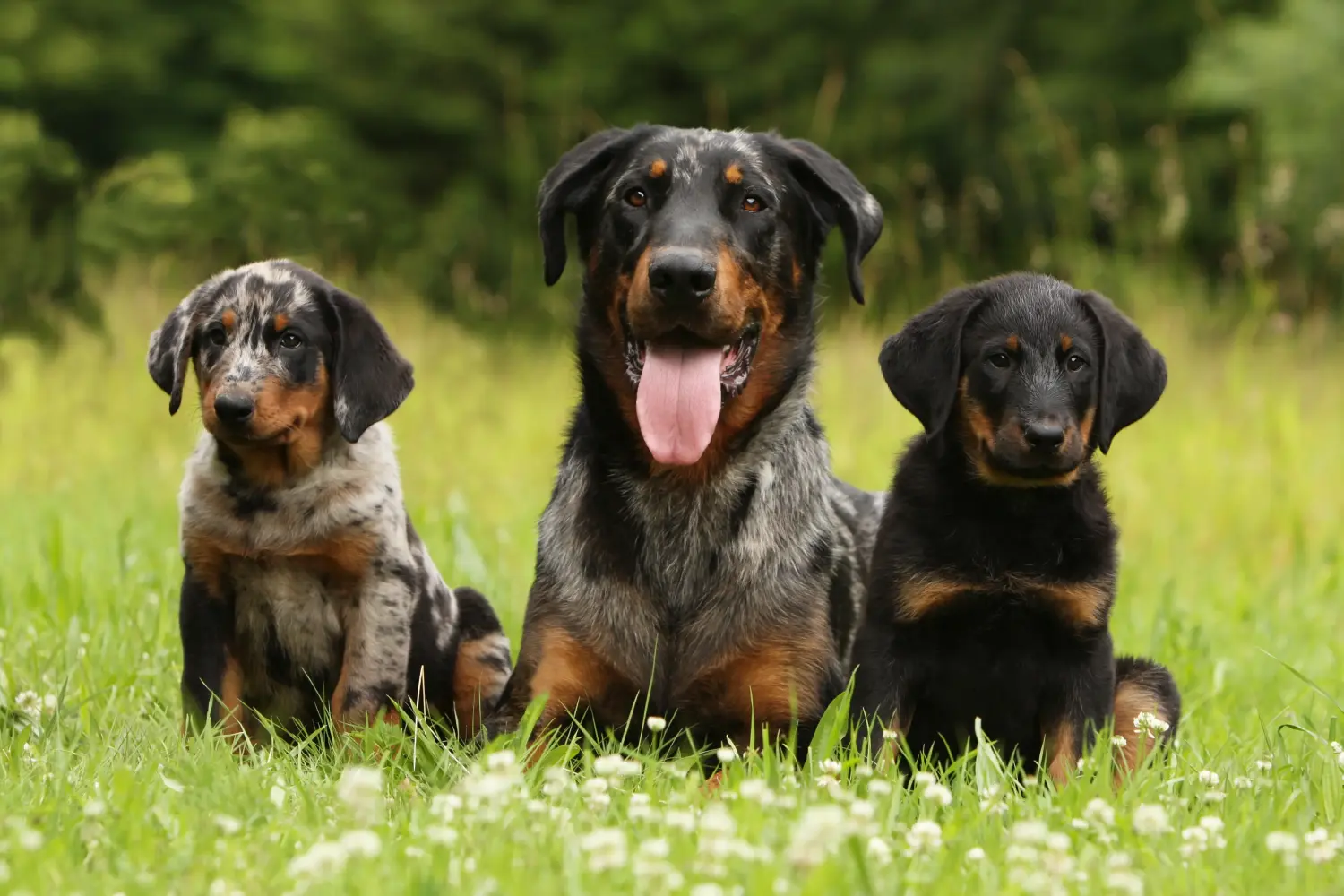 Einen Beauceron Welpen zu kaufen, bedeutet Verantwortung zu übernehmen! Beauceron Welpen kaufen.