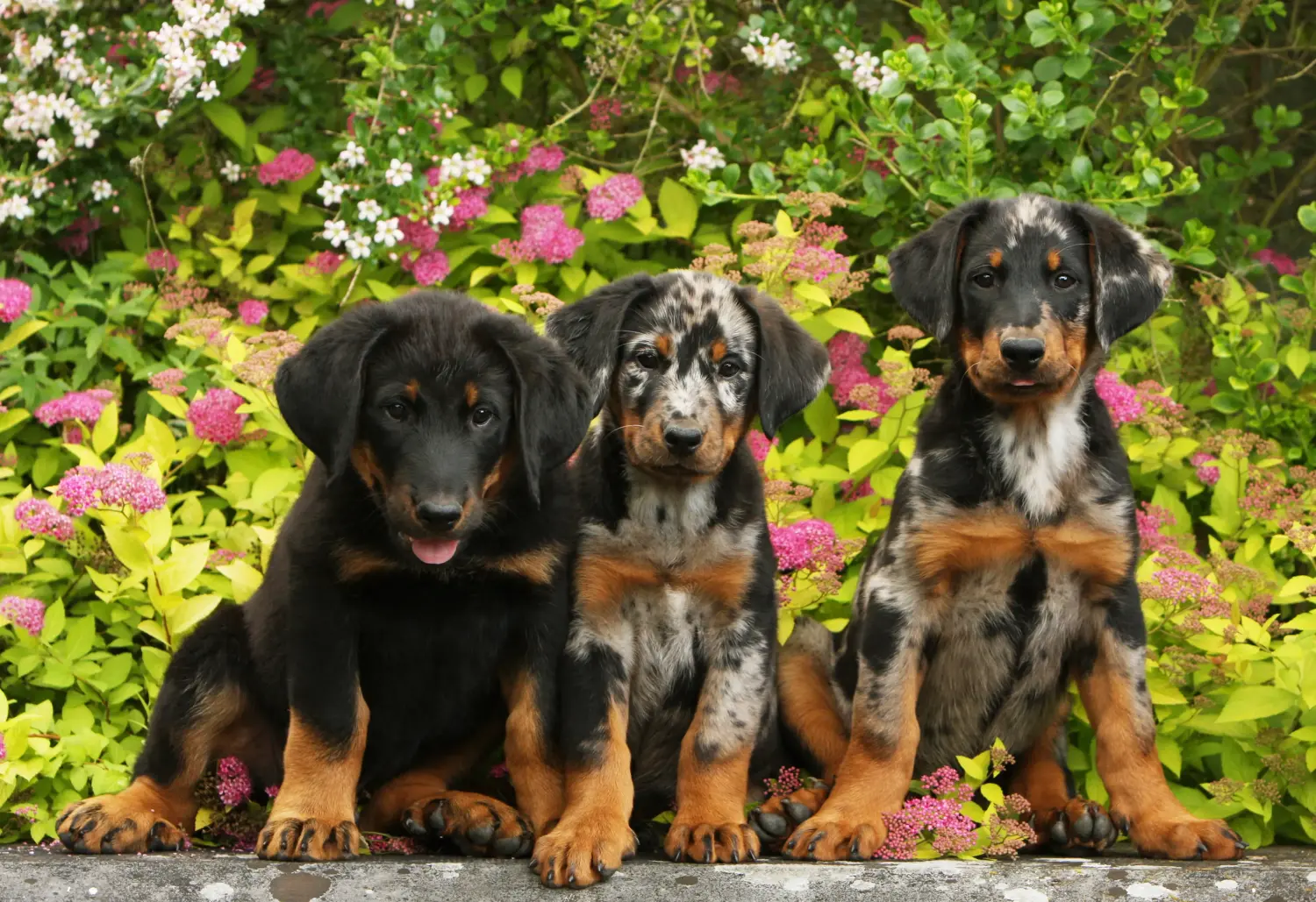 Einen Beauceron Welpen zu kaufen, bedeutet Verantwortung zu übernehmen! Beauceron Welpen kaufen.