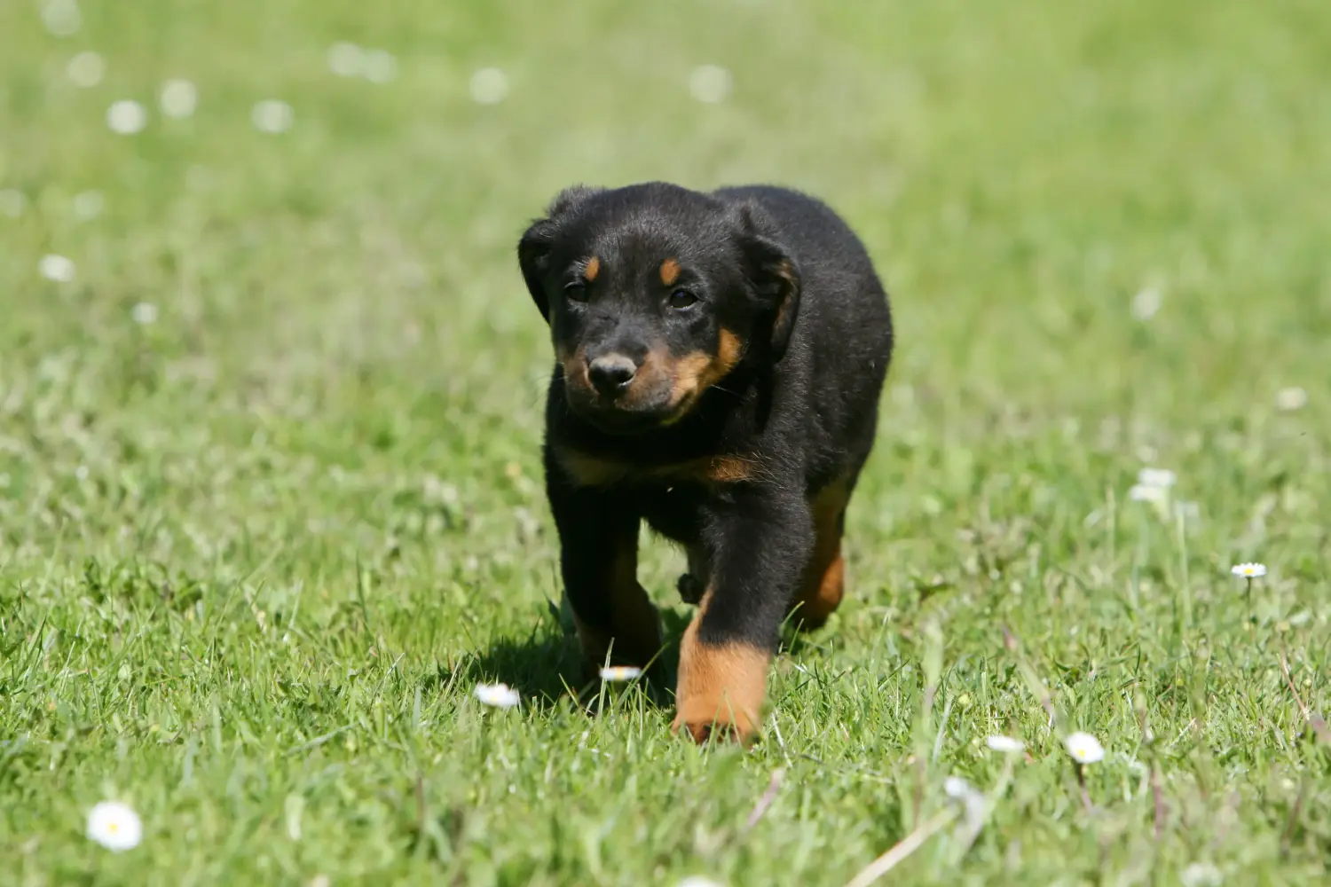 Einen Beauceron Welpen zu kaufen, bedeutet Verantwortung zu übernehmen! Beauceron Welpen kaufen.