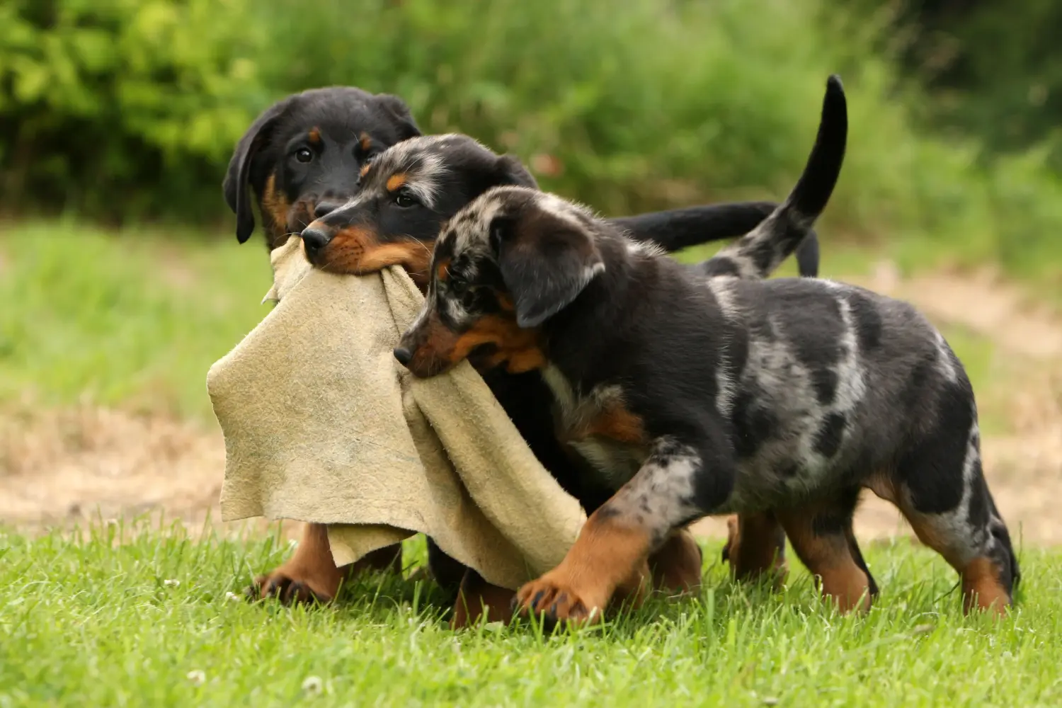 Einen Beauceron Welpen zu kaufen, bedeutet Verantwortung zu übernehmen! Beauceron Welpen kaufen.
