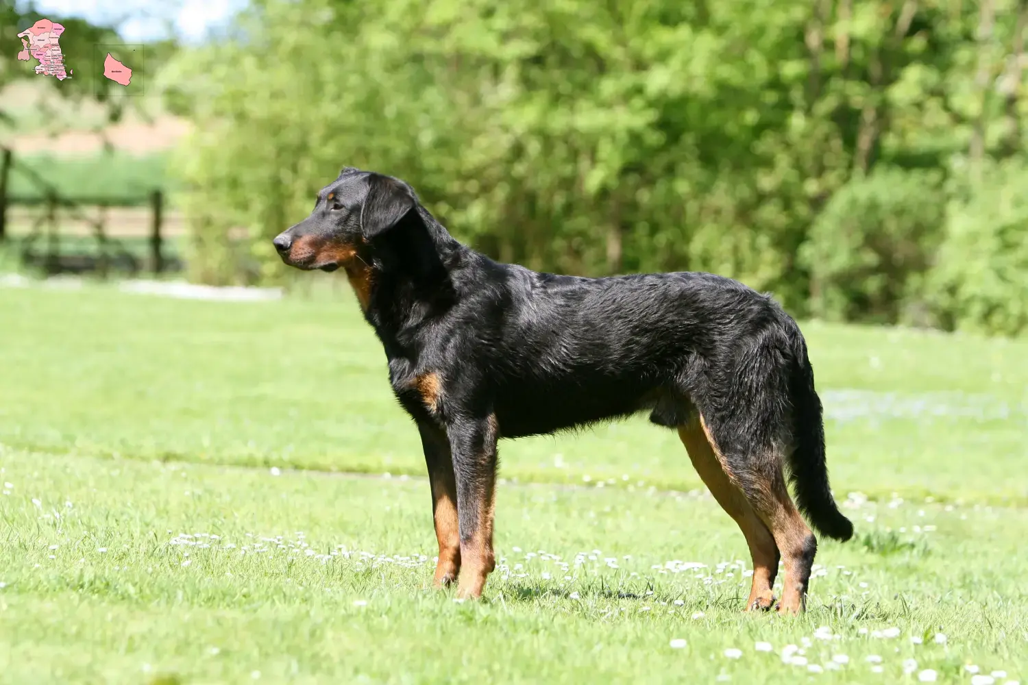 Beauceron Welpen und Züchter Hovedstaden Hier findest Du Beaucerons Züchter in Hovedstaden.