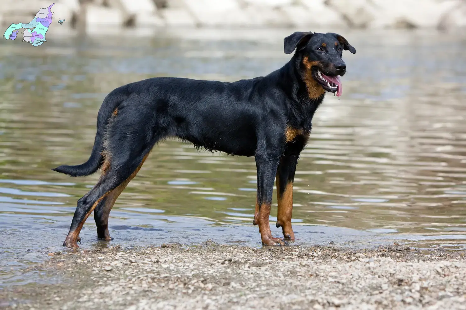 Beauceron Welpen und Züchter Nordjylland Hier findest Du Beaucerons Züchter in Nordjylland.