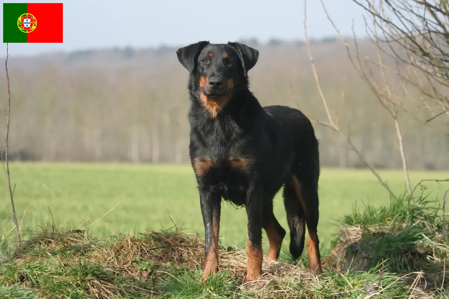 Beauceron Welpen und Züchter Portugal Hier findest Du Beaucerons Züchter in Portugal.
