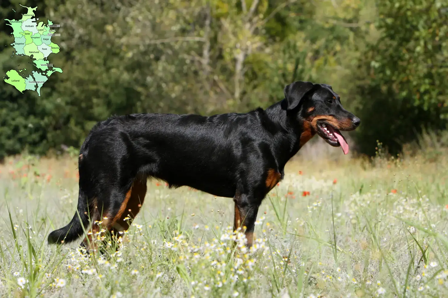 Beauceron Welpen und Züchter Sjælland Hier findest Du Beaucerons Züchter in Sjælland.