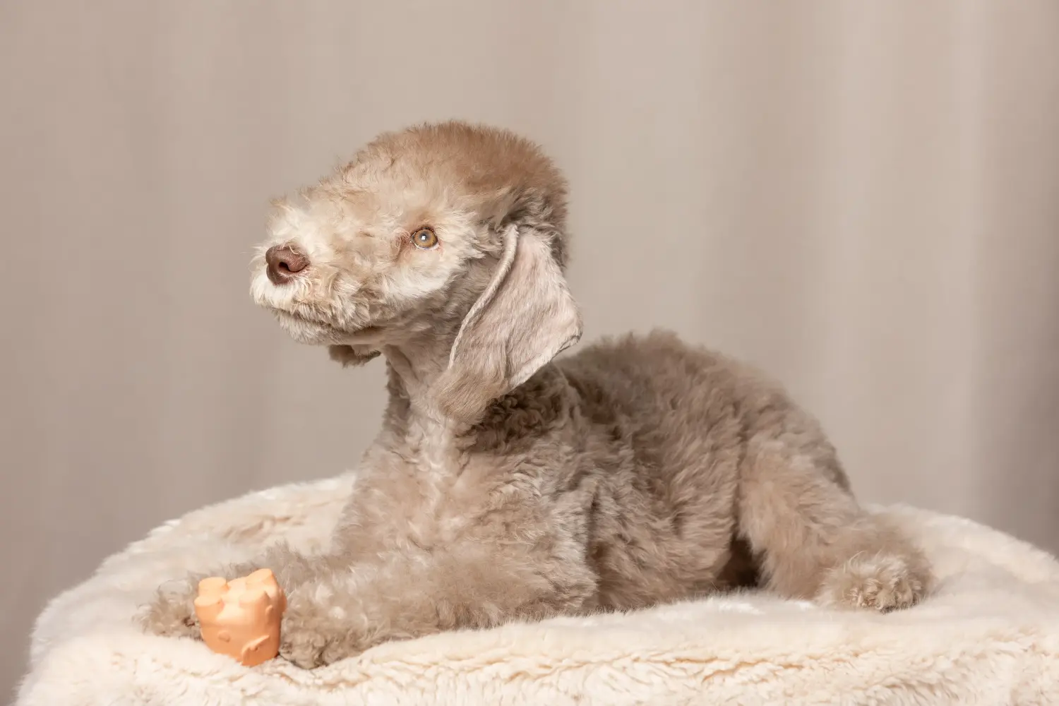 Einen Bedlington Terrier Welpen zu kaufen, bedeutet Verantwortung zu übernehmen! Bedlington Terrier Welpen kaufen.