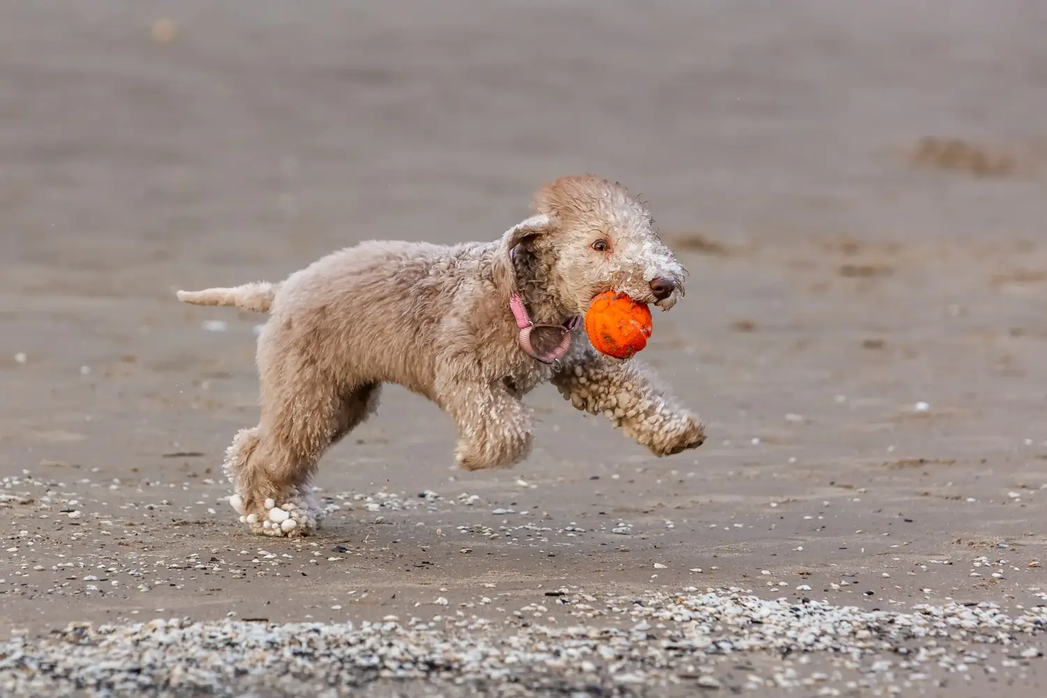 Einen Bedlington Terrier Welpen zu kaufen, bedeutet Verantwortung zu übernehmen! Bedlington Terrier Welpen kaufen.