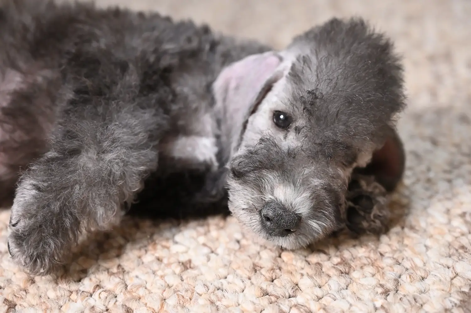 Einen Bedlington Terrier Welpen zu kaufen, bedeutet Verantwortung zu übernehmen! Bedlington Terrier Welpen kaufen.