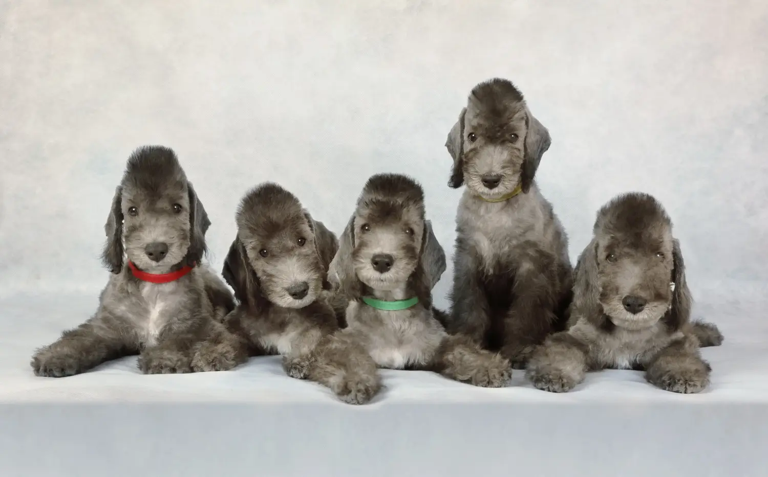Einen Bedlington Terrier Welpen zu kaufen, bedeutet Verantwortung zu übernehmen! Bedlington Terrier Welpen kaufen.