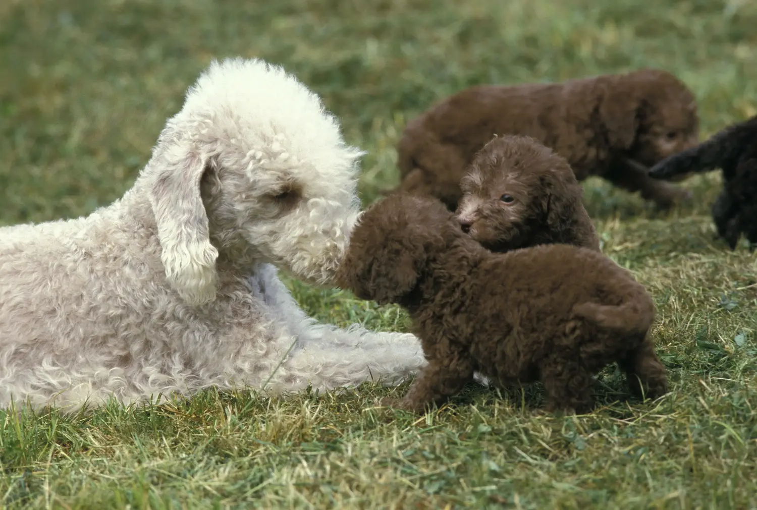 Einen Bedlington Terrier Welpen zu kaufen, bedeutet Verantwortung zu übernehmen! Bedlington Terrier Welpen kaufen.