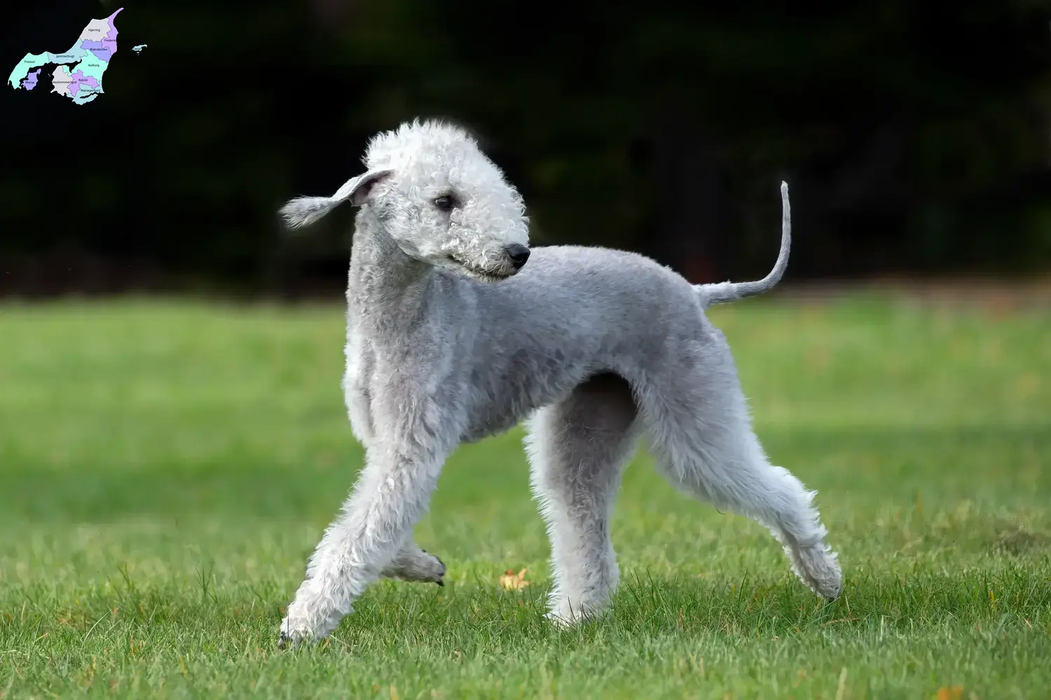 Bedlington Terrier Welpen und Züchter Nordjylland Hier findest Du Bedlington Terrier Züchter in Nordjylland.