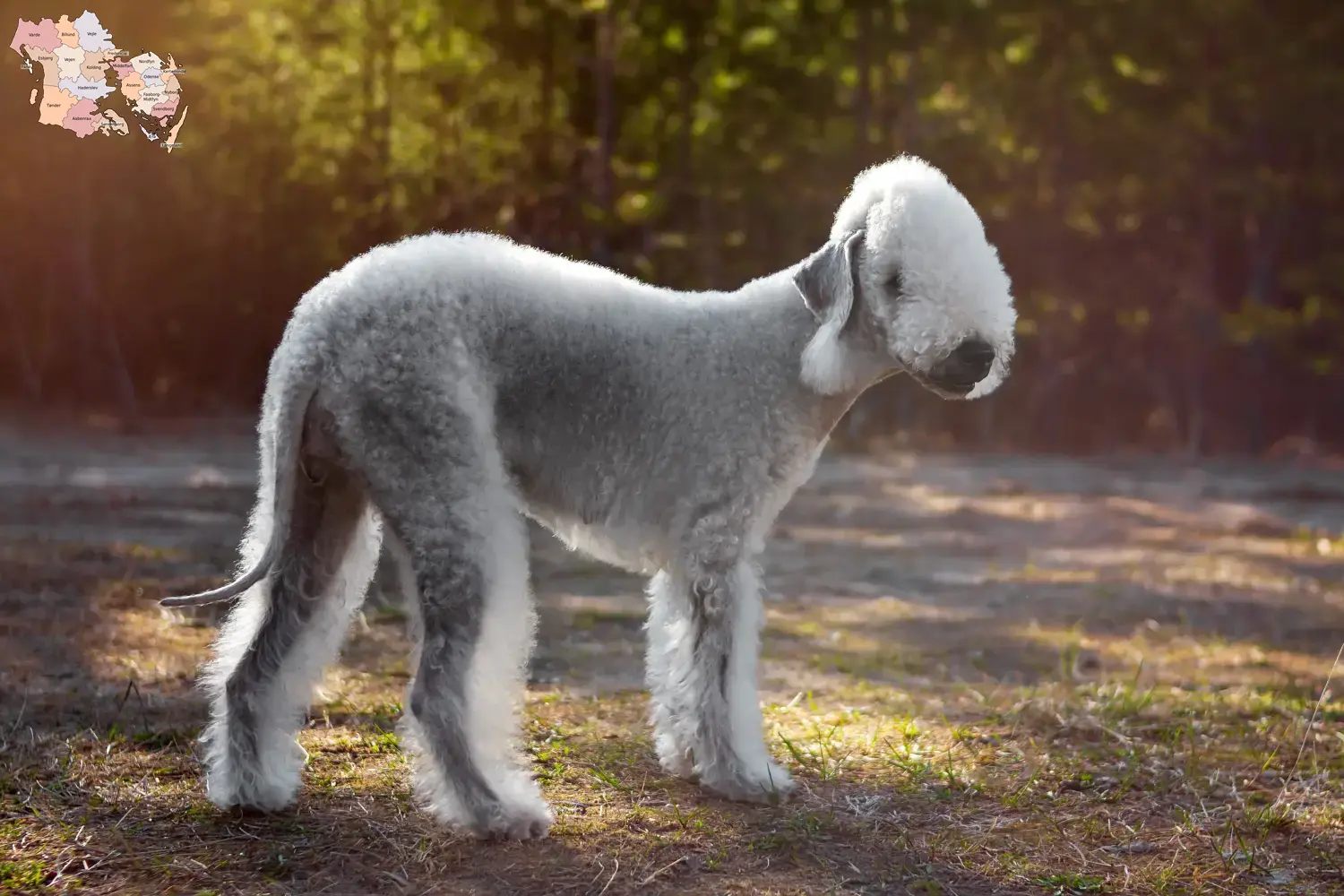 Bedlington Terrier Welpen und Züchter Syddanmark Hier findest Du Bedlington Terrier Züchter in Syddanmark.
