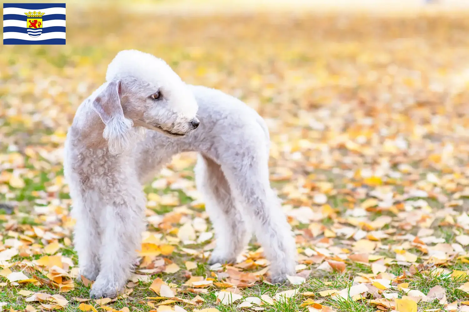 Bedlington Terrier Welpen und Züchter Zeeland Hier findest Du Bedlington Terrier Züchter in Zeeland.