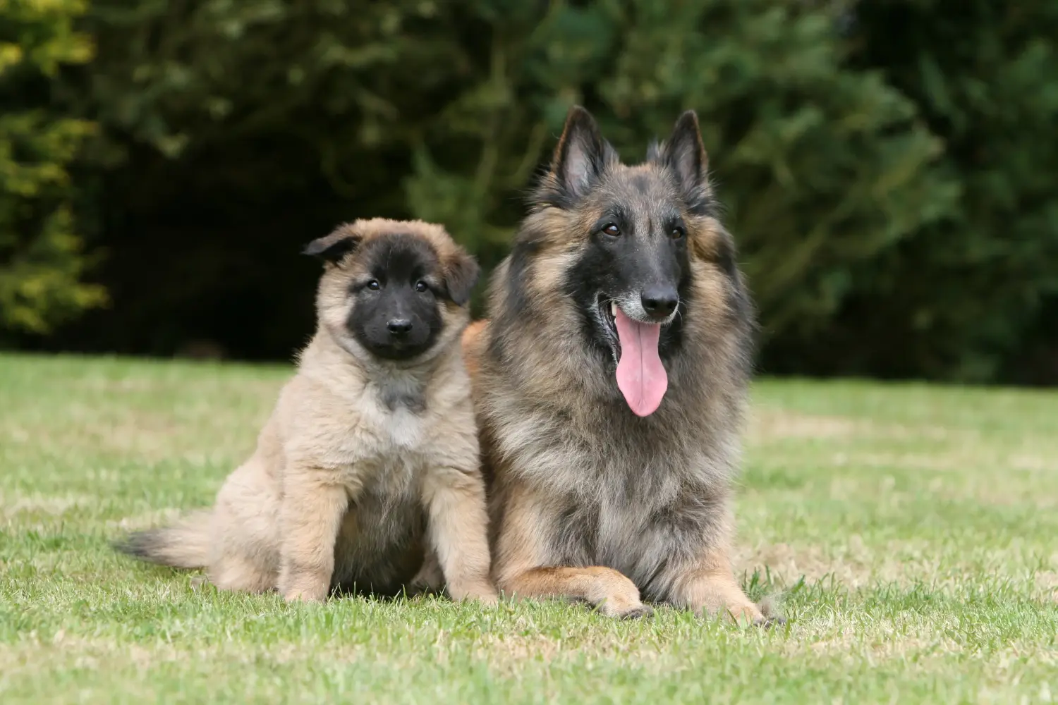 Einen Belgischen Schäferhund Welpen zu kaufen, bedeutet Verantwortung zu übernehmen! Belgischer Schäferhund Welpen kaufen.