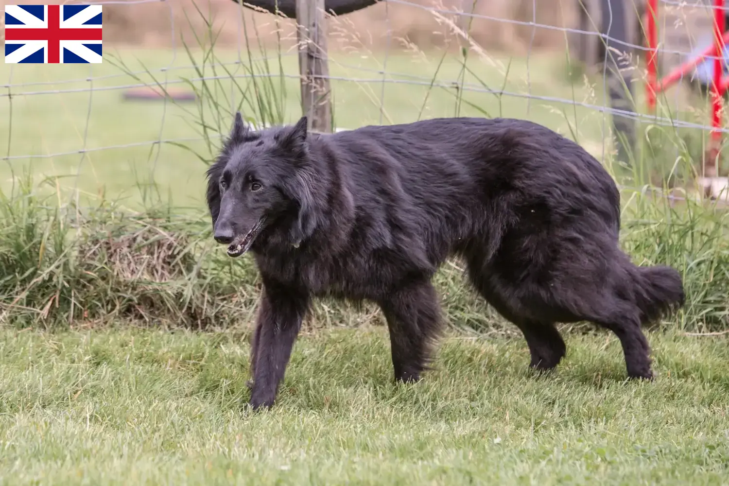 Belgischer Schäferhund Welpen und Züchter Großbritannien Hier findest Du Belgische Schäferhunde Züchter in Großbritannien.