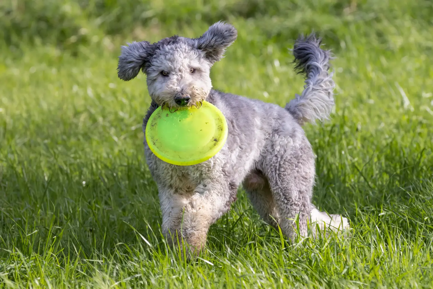 Einen Bergamasker Hirtenhund Welpen zu kaufen, bedeutet Verantwortung zu übernehmen! Bergamasker Hirtenhund Welpen kaufen.