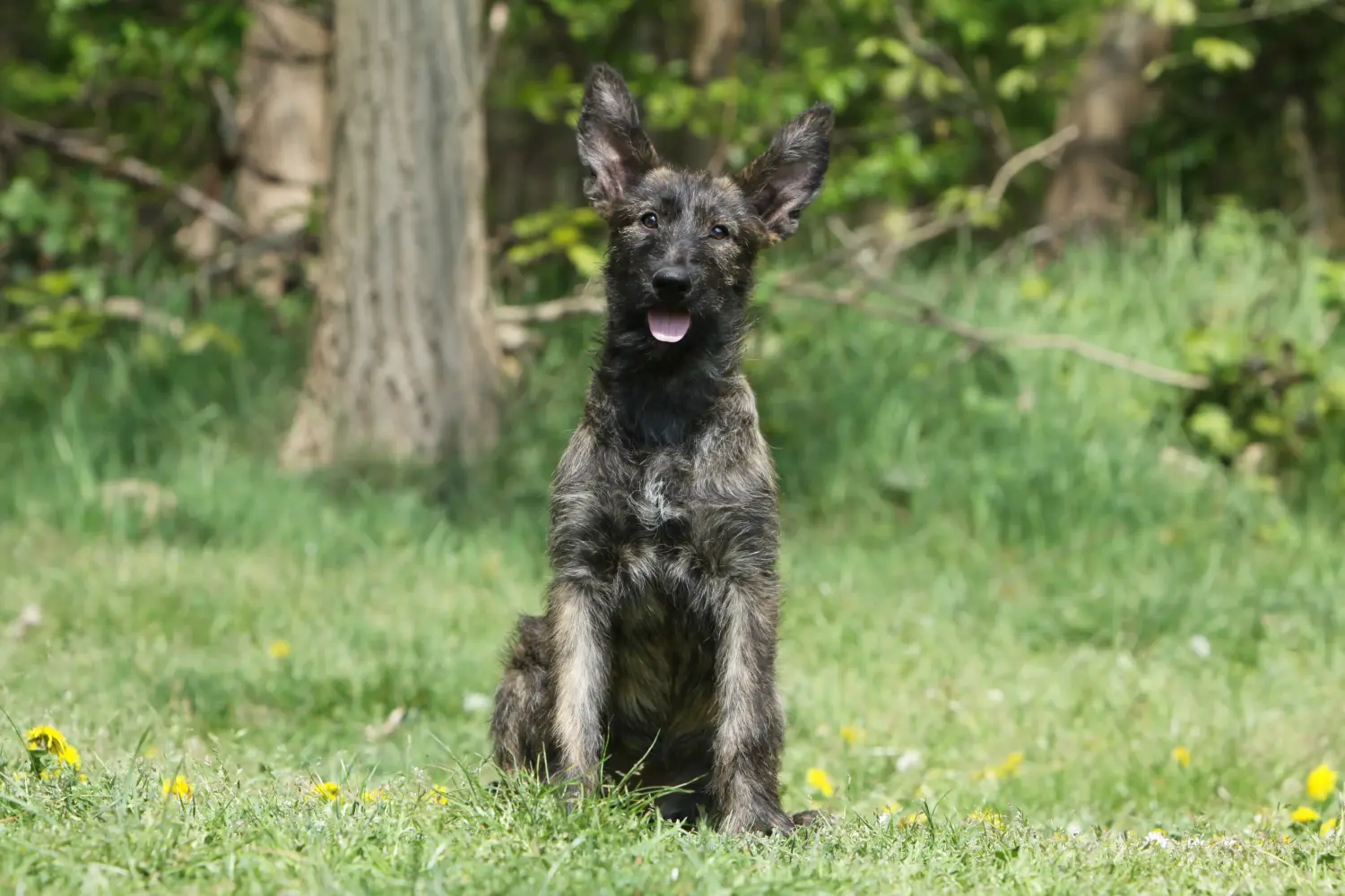 Einen Berger de Picardie Welpen zu kaufen, bedeutet Verantwortung zu übernehmen! Berger de Picardie Welpen kaufen.