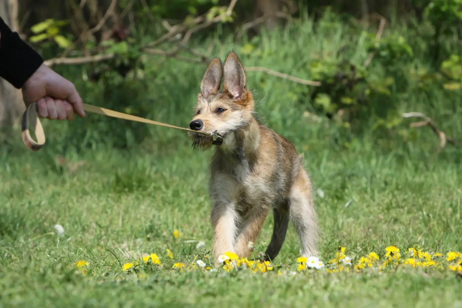 Einen Berger de Picardie Welpen zu kaufen, bedeutet Verantwortung zu übernehmen! Berger de Picardie Welpen kaufen.
