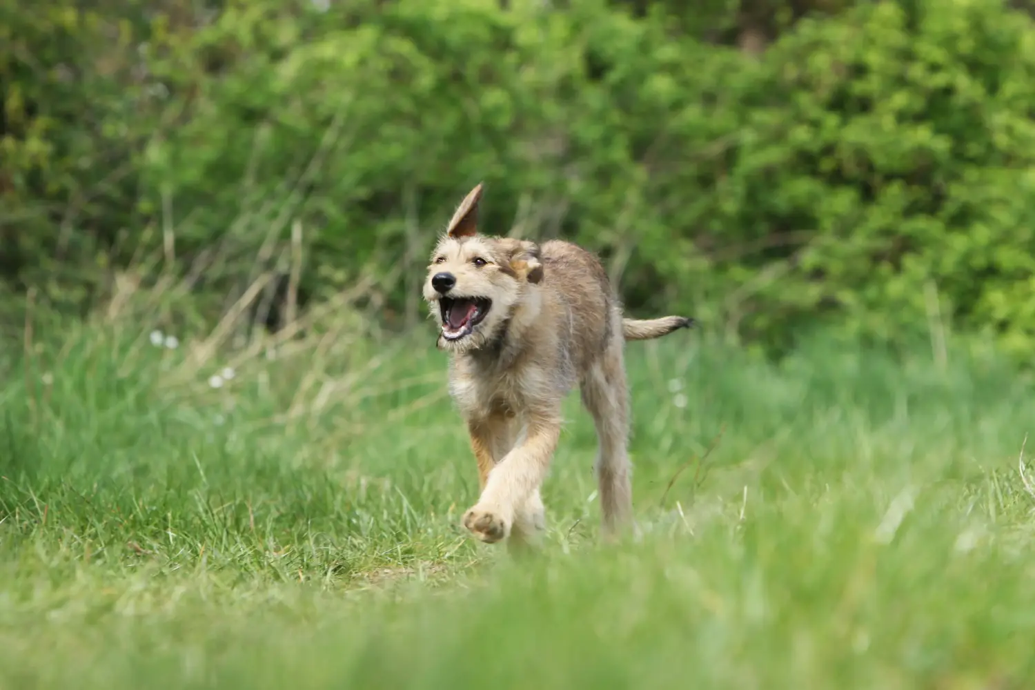 Einen Berger de Picardie Welpen zu kaufen, bedeutet Verantwortung zu übernehmen! Berger de Picardie Welpen kaufen.